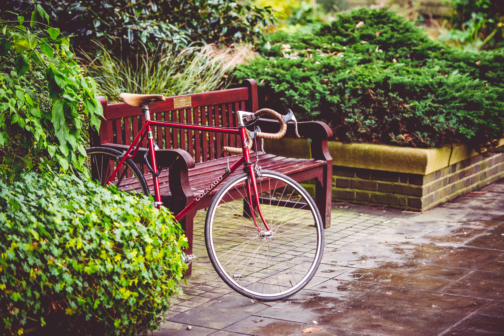 A bike parked next to a bench and surrounded by the lush greenery of the University